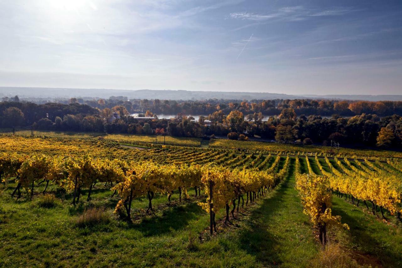 Hotel Trapp Rüdesheim nad Renem Zewnętrze zdjęcie